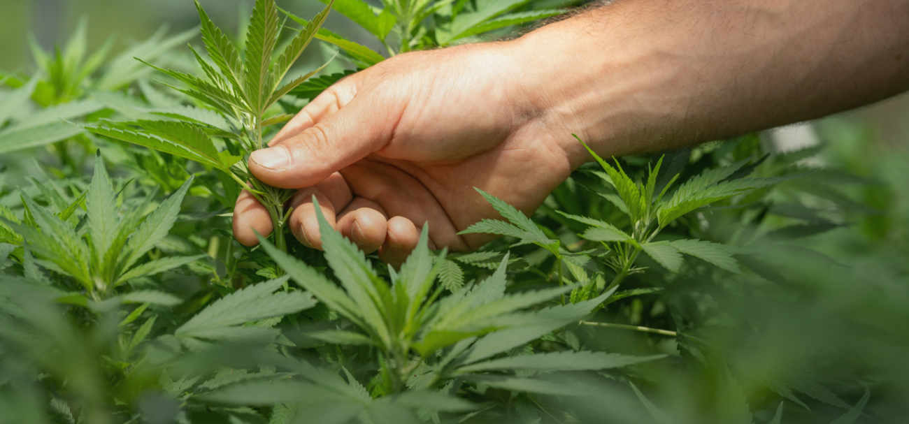 cbd blume