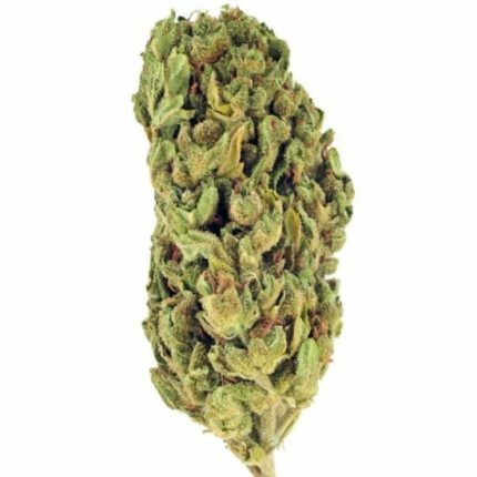 *VIP* Fiori di CBD da interno Nevada Jack Herer 10 g