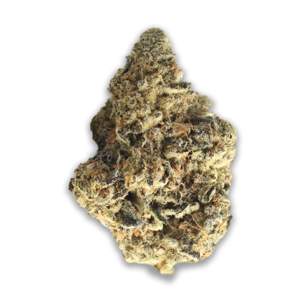 Cannamedical Indica Forte: Il capo